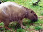 Capivara passeando nos jardins do Museu da Famlia Colonial.