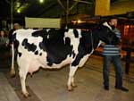 Na feira,  possvel ver de perto bovinos premiados, a ordenha de vacas entre outras atraes