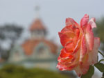 Flor com campanrio do Palcio Marcos Konder ao fundo.