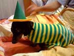 Na casa de Gabriella Verfe, at a cachorrinha Meg est preparada para torcer pelo Brasil. 