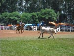 Meu marido Daniro Paiva laando nos rodeios