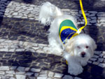 Torcida do Brasil no Vale