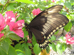 O internauta Sandro Salomon enviou essa bela imagem de uma borboleta sugando o nctar das flores