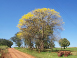 Linda imagem de um Ip Amarelo em Mercedes, PR