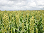 Plantao de Sorgo, no municpio de Carira, estado do Sergipe