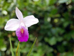 Orqudea no Bairro Nova Esperana em Blumenau.
