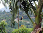 Tucano no Bairro Nova Esperana em Blumenau.