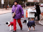 Cachorros com proteo para o frio na Redeno em Porto Alegre