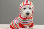 (Cachorro/SXC )