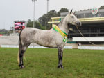 Grande Campe da Raa Mangalarga Marchador, poca do Expoente, do Haras Fazenda da Figueira 