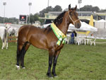 Grande Campeo da Raa Mangalarga Marchador, Vicio da Cochilha grande, do Haras Cochilha Grande