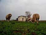 Ovelhas no Campo, em Quara