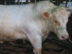 Com 1.265 quilos, o touro charols Runo do Jardim, da Cabanha Jardim, de propriedade de Renan Mallmann de Oliveira, de Lavras do Sul,  o animal mais pesado da Expointer 2010