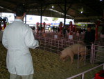 Diferentemente da maioria dos animais que participam da Expointer, os sunos exigem dos jurados um gs a mais