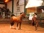 Remate do Infinito tem recorde e valoriza cavalo crioulo CRT Guapo em R$ 5 milhes