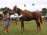 Orfeu do Lindo Pago  o Grande Campeo da Raa Morgan 