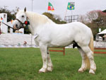 Palo Borracho Dominguero  o Grande Campeo da Raa Percheron 