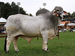  Sommer Fantstico, Grande Campeo da Raa Brahman