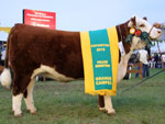 Nova Auroraanjo da Guarda Tei, Grande Campeo da Raa Poll Hereford 