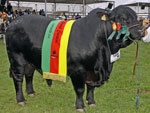 Grande Campeo da raa Brangus, Anamelia Fiv
