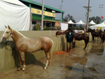 Cavalos tomam banho para aliviar o calorzinho  