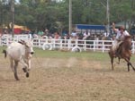 Erguendo a poeira da histria, nas patas do meu cavalo. Nos campos do meu Rio Grande meu oficio de campeira e nas armadas do lao um corao caborteiro!