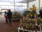 Quer uma pausa do som de mugidos, balidos e relinchos na feira? Que tal visitar o Pavilho da Flor Gacha? Alm do silncio, ali o visitante encontra  venda exemplares de orqudeas, bromlias e bonsais