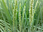 O internauta Jones Martins mandou a bela imagem da formao e florao do arroz cachinho na cidade de Sentinela do Sul, RS.
