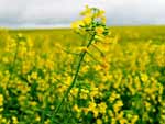 Ainda no estamos na estao das flores, mas entre Iju e Santa Brbara do Su, a primavera j mostra que est perto