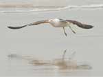 Gaivotas na beira de praia de Torres, no Litoral Norte