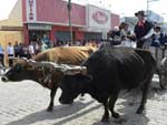 Tradicionalistas participaram do desfile da Semana Farroupilha em Piratini, nesta segunda-feira, 20/09