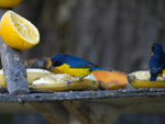 Rodzio de frutas para aves