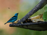 Rodzio de frutas para aves
