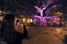 Figueira centenária foi iluminada no ano passado - Hermínio Nunes