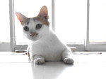 Crisda  engenheira e adora gatos