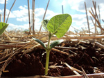 Final do estdio VC para o V1 na lavoura do agricultor