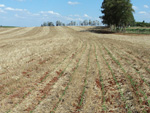 Germinao na lavoura do agricultor, 13 dias aps a semeadura