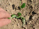 No detalhe lagarta Spodoptera frugiperda (lagarta do cartucho do milho), tem aparecido ataques isolados de algumas pragas (principalmente lagartas), mas no em escala que comprometa a cultura e exija controle. A incidncia de chuvas contribui no controle deste tipo de pragas