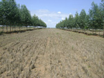 Plantio com eucalipto na lavoura do agricultor, em Nova Cana do Norte (MT)