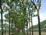 Pau-de-balsa (espcie nativa da amaznia central), em Nova Cana do Norte (MT)