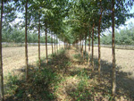 Plantio com eucalipto na lavoura do agricultor, em Nova Cana do Norte (MT)