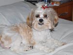 ESSA  A FUFI, FAZENDO POSE SOBRE MINHA CAMA - DIGO QUE ELA  UMA FOLGADINHA E MINHA FILHA ADORA.