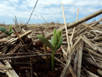 Planta de soja, estdio VC, semeadura direta