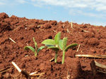 Planta de soja, estdio VC, semeadura convencional