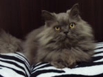 Gato Lion na cama dos donos.
