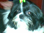 Esse  meu beb mais querido. O nome dele  Fly,  da raa Shih Tzu, tem 8 meses... Ele  muito especial para mim porque, alm de amar os animais, ganhei ele de aniversrio aps ter perdido um poodle por uma virose, e hoje ele  uma das minhas felicidades. Por sinal, ele est procurando uma namoradinha da mesma raa. Se algum souber, estou a disposio.