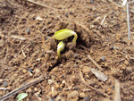 Incio de germinao da soja semeada em 10/11/10
