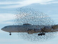 Grupo de pássaros cercou avião em Arkansas - Kaia Larsen / AP