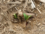 Soja plantada na segunda poca, em fase de emergncia
