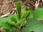 Lagarta-da-soja (Anticarsia gemmatalis) se alimentando das folhas da planta